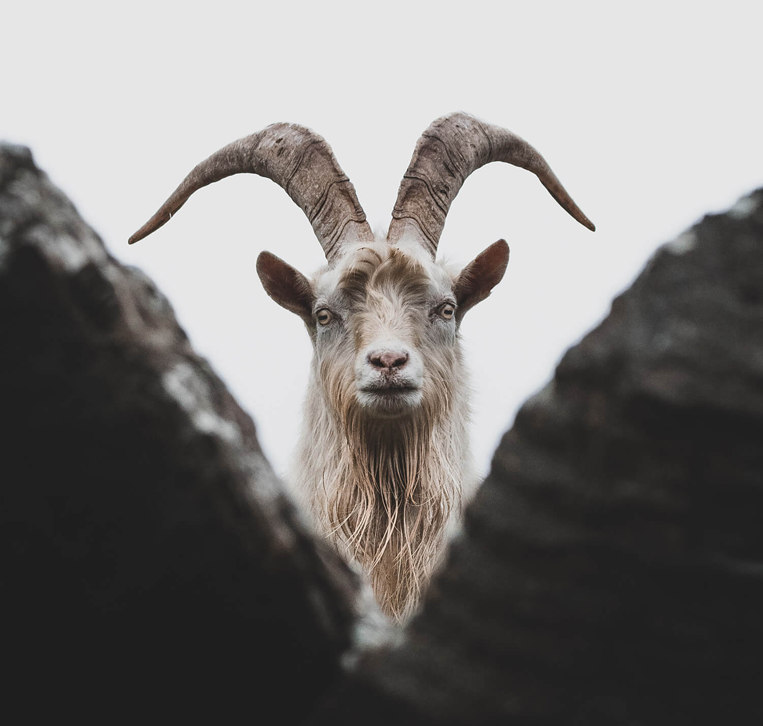 Feral Goat