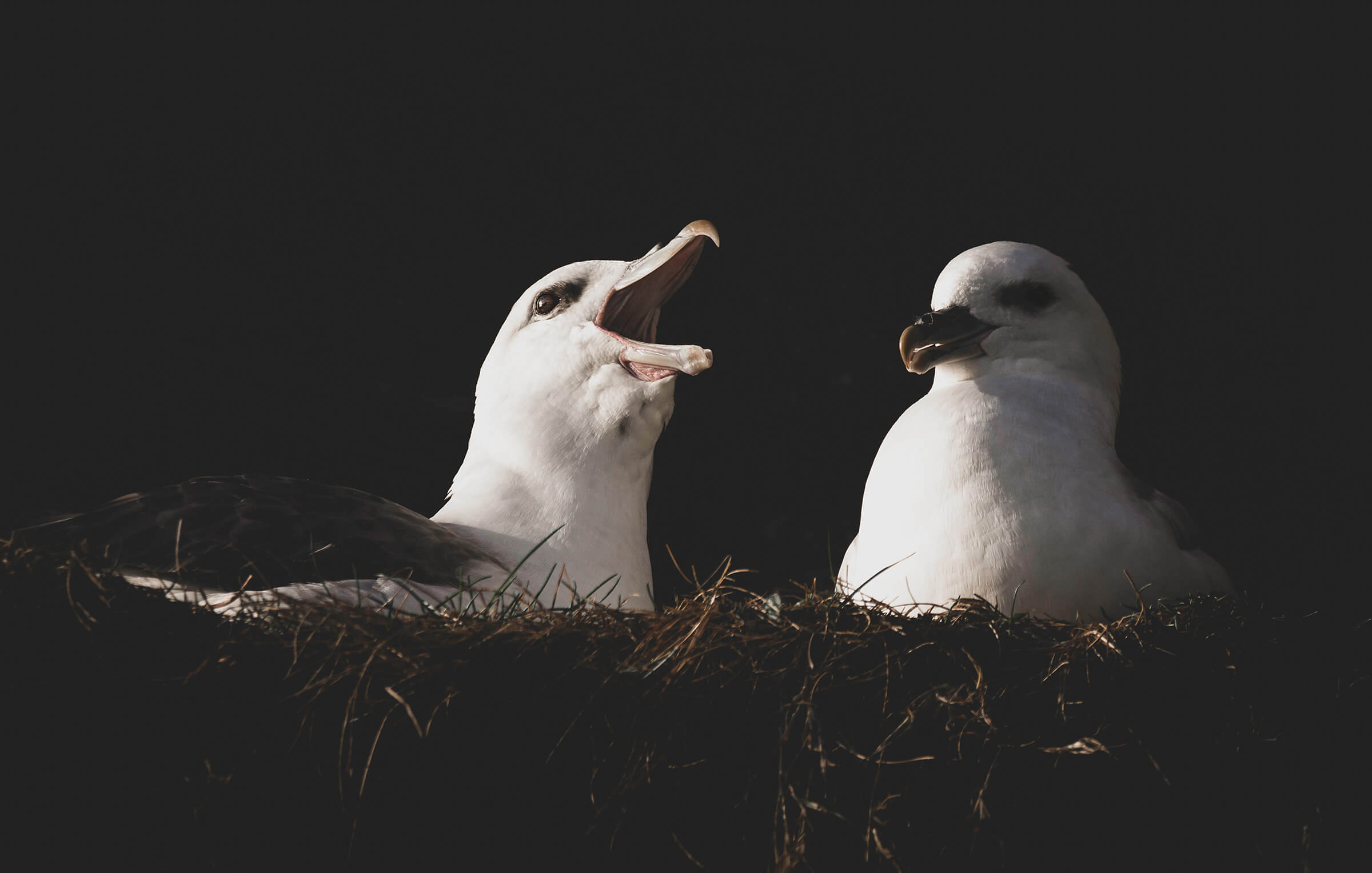 Fulmar pair