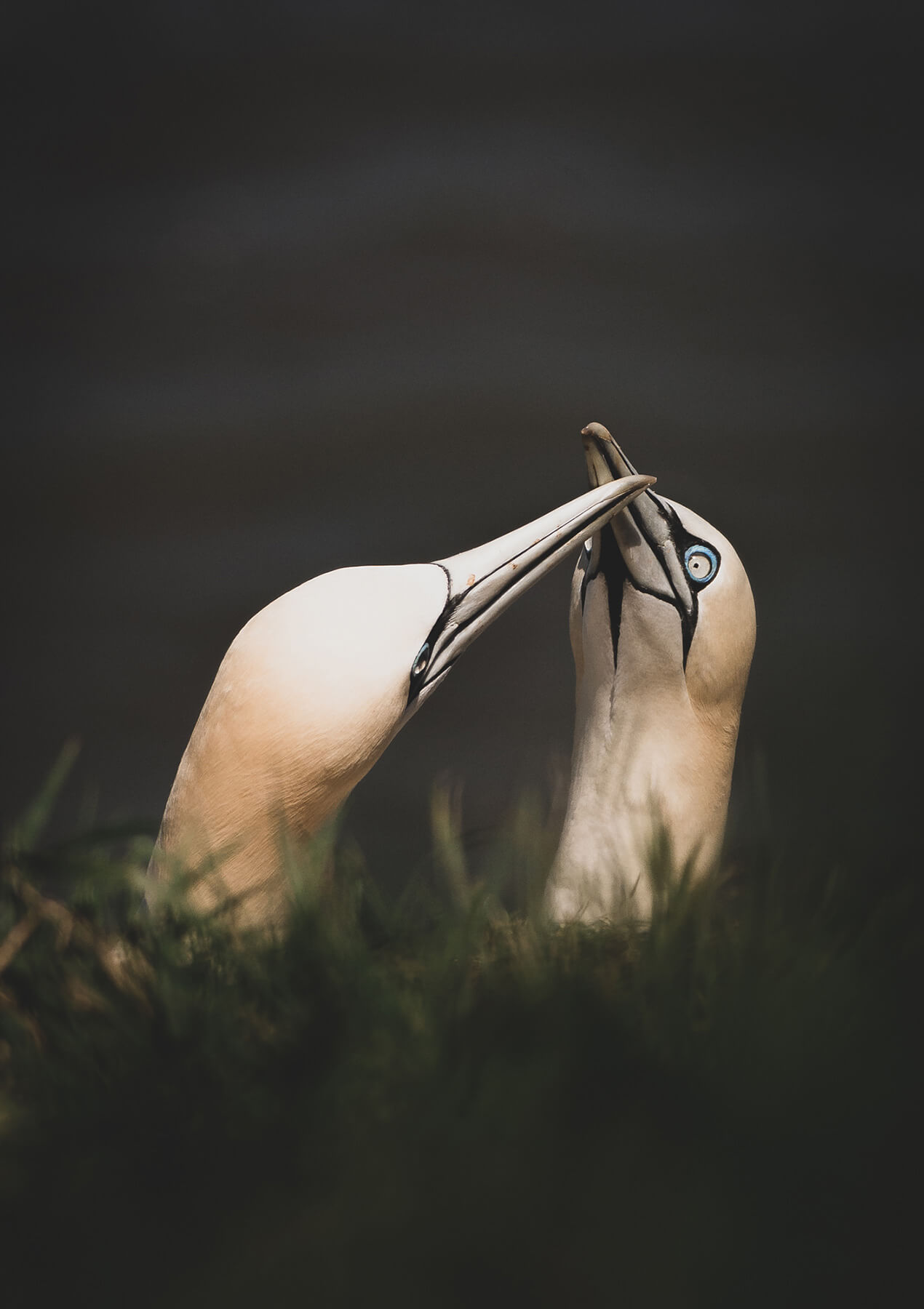 Gannets