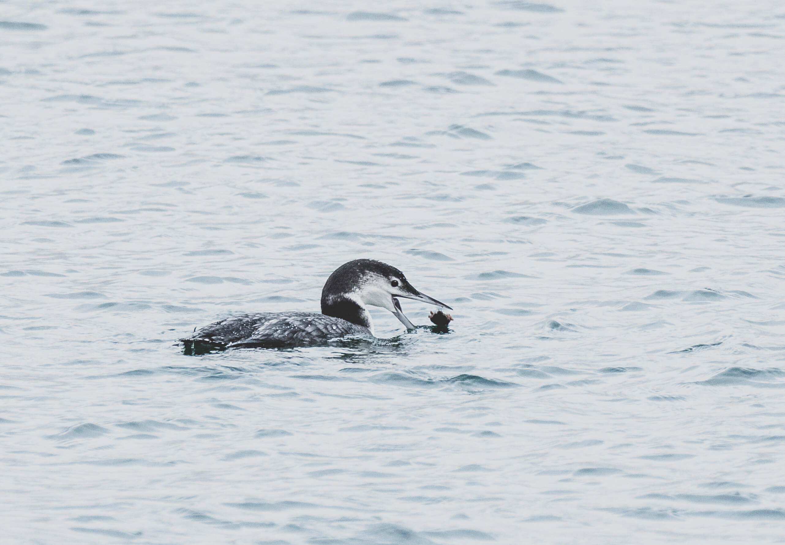 Great Northern Diver eating Crab