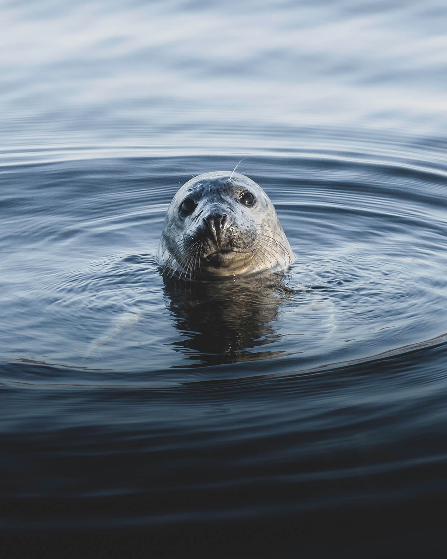 Grey Seal in water
