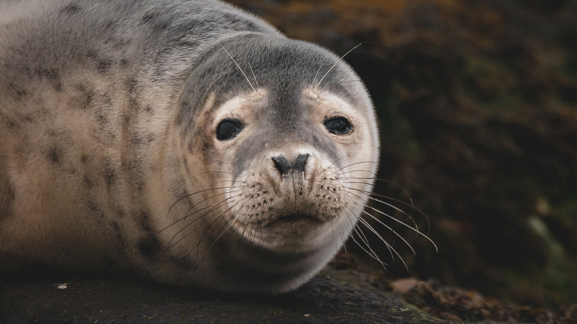 Grey Seal