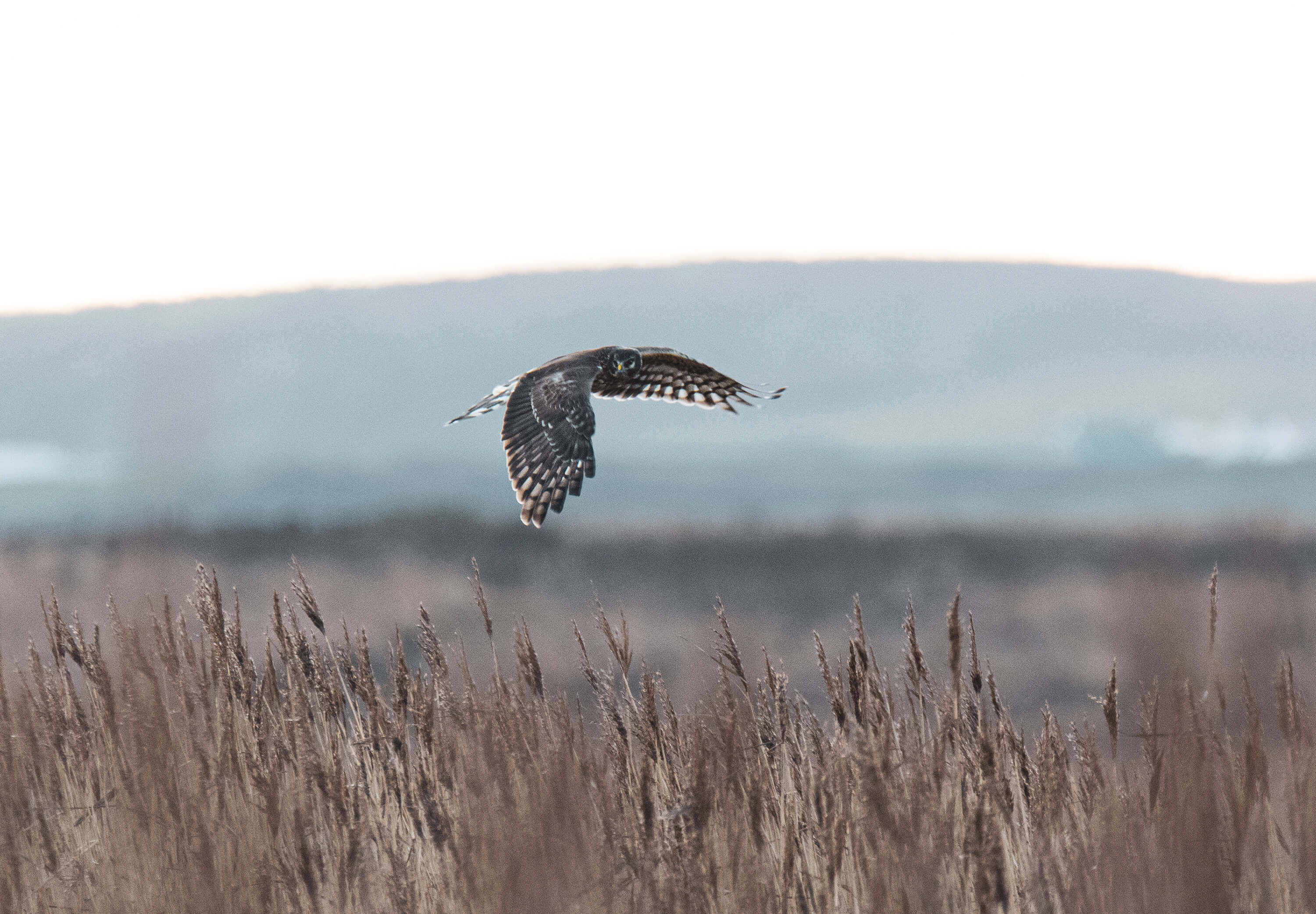 Hen Harrier