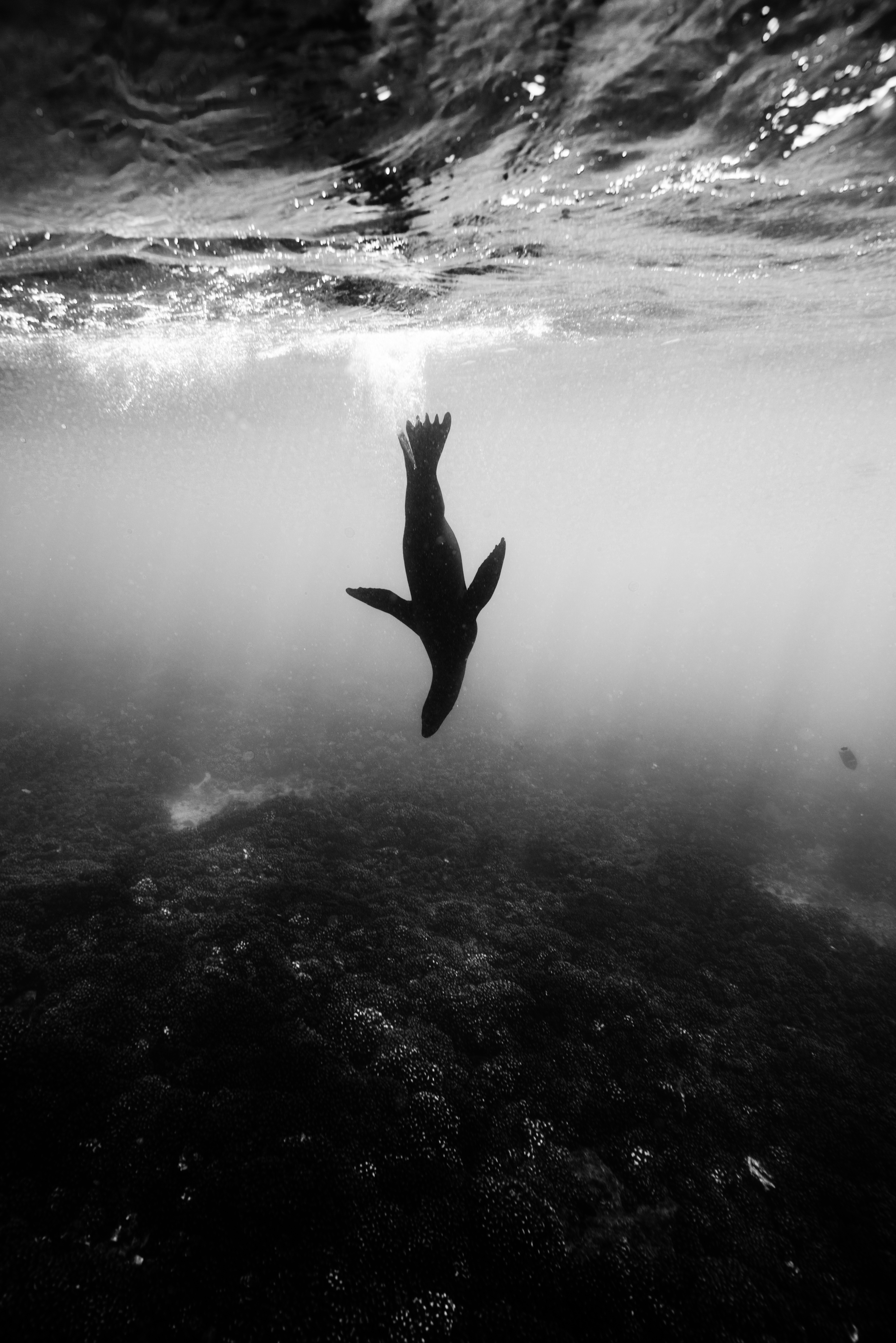 James Monnington - California sea lion, Mexico