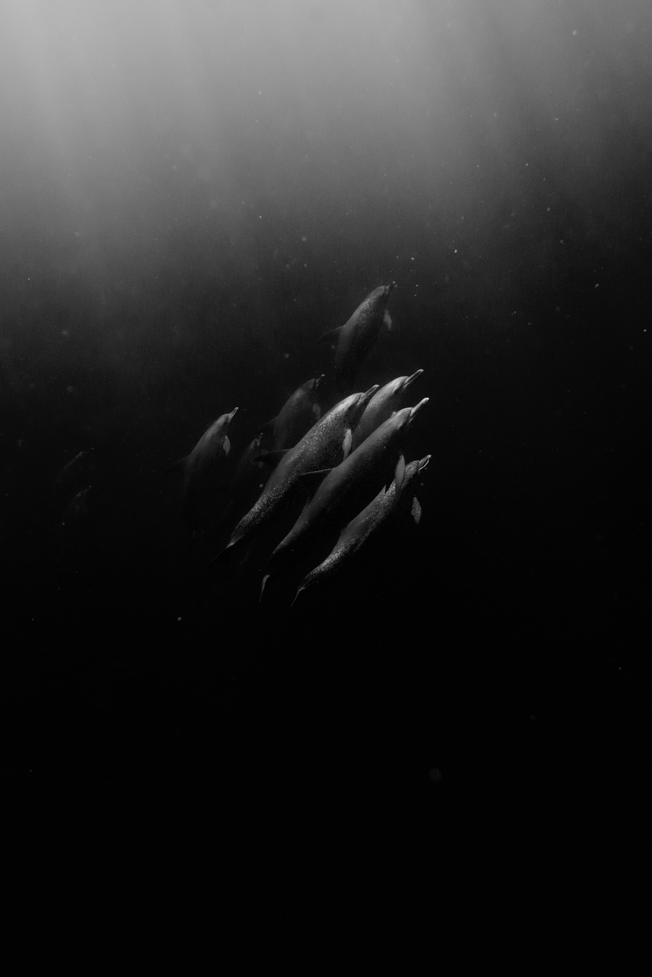 JamesMonnington- Atlanic spotted dolphin, Caribbean Sea