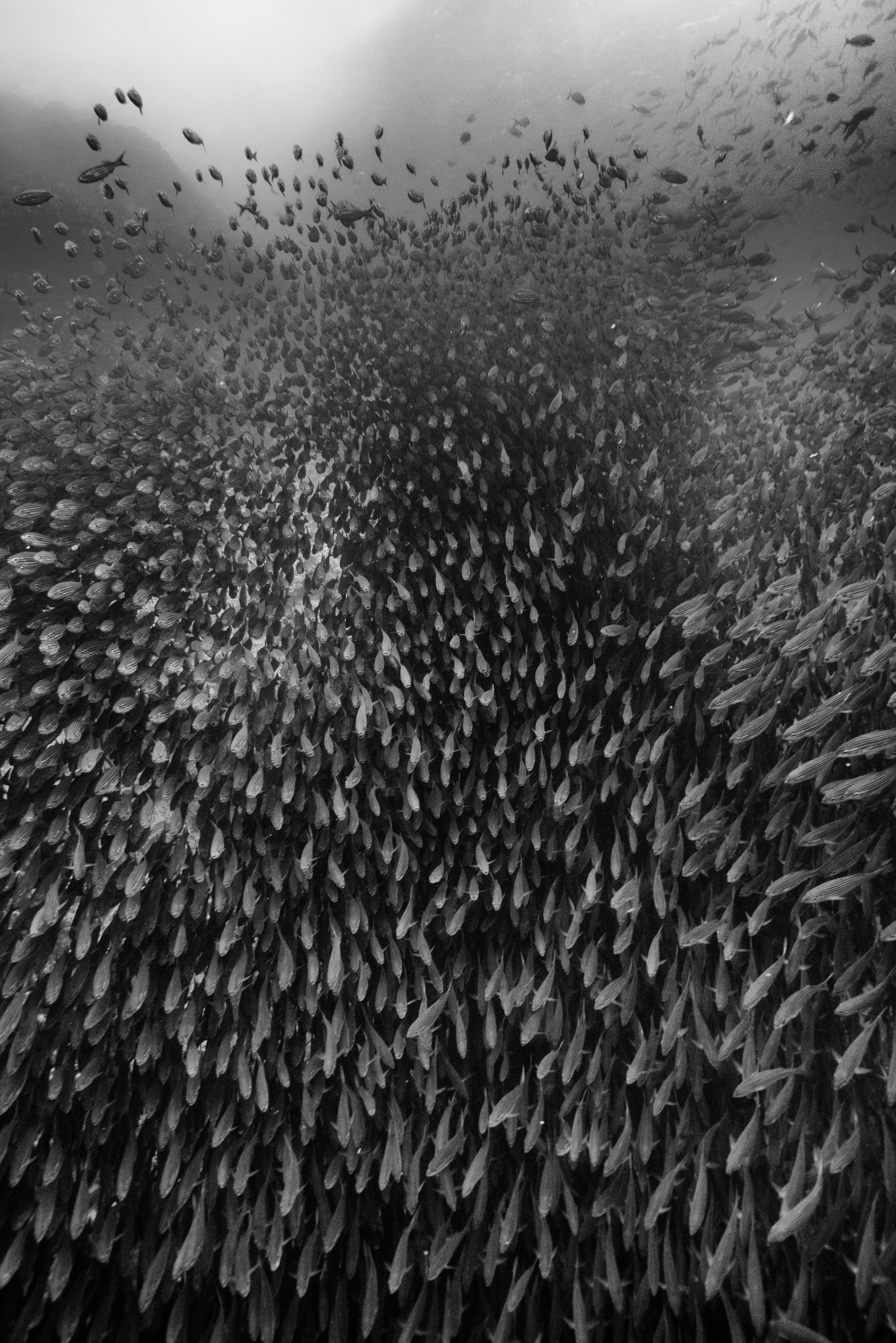 JamesMonnington-Black-striped salema in the Galapagos