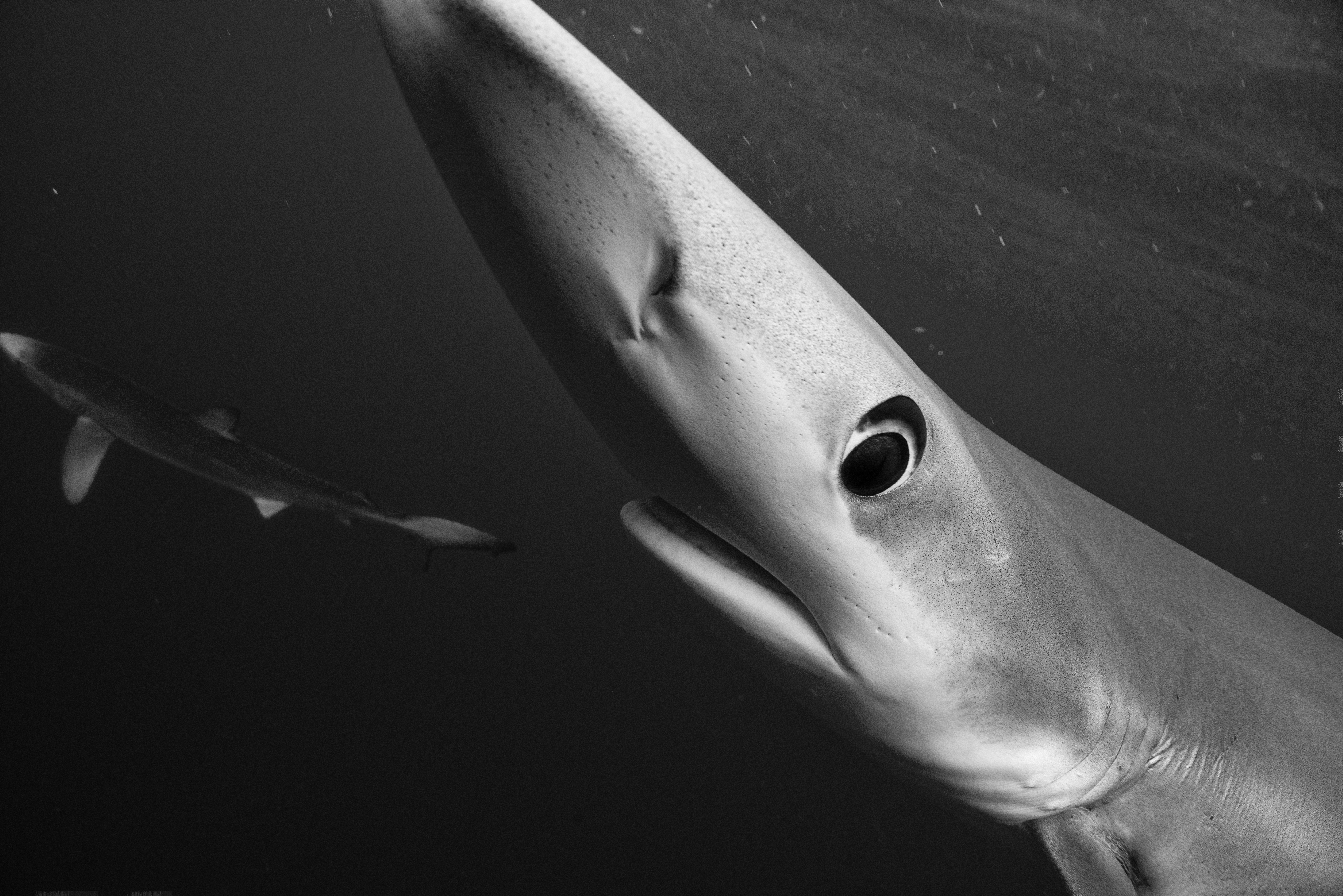 JamesMonnington-Blue shark - Conrwall 2 Annual travel insurance