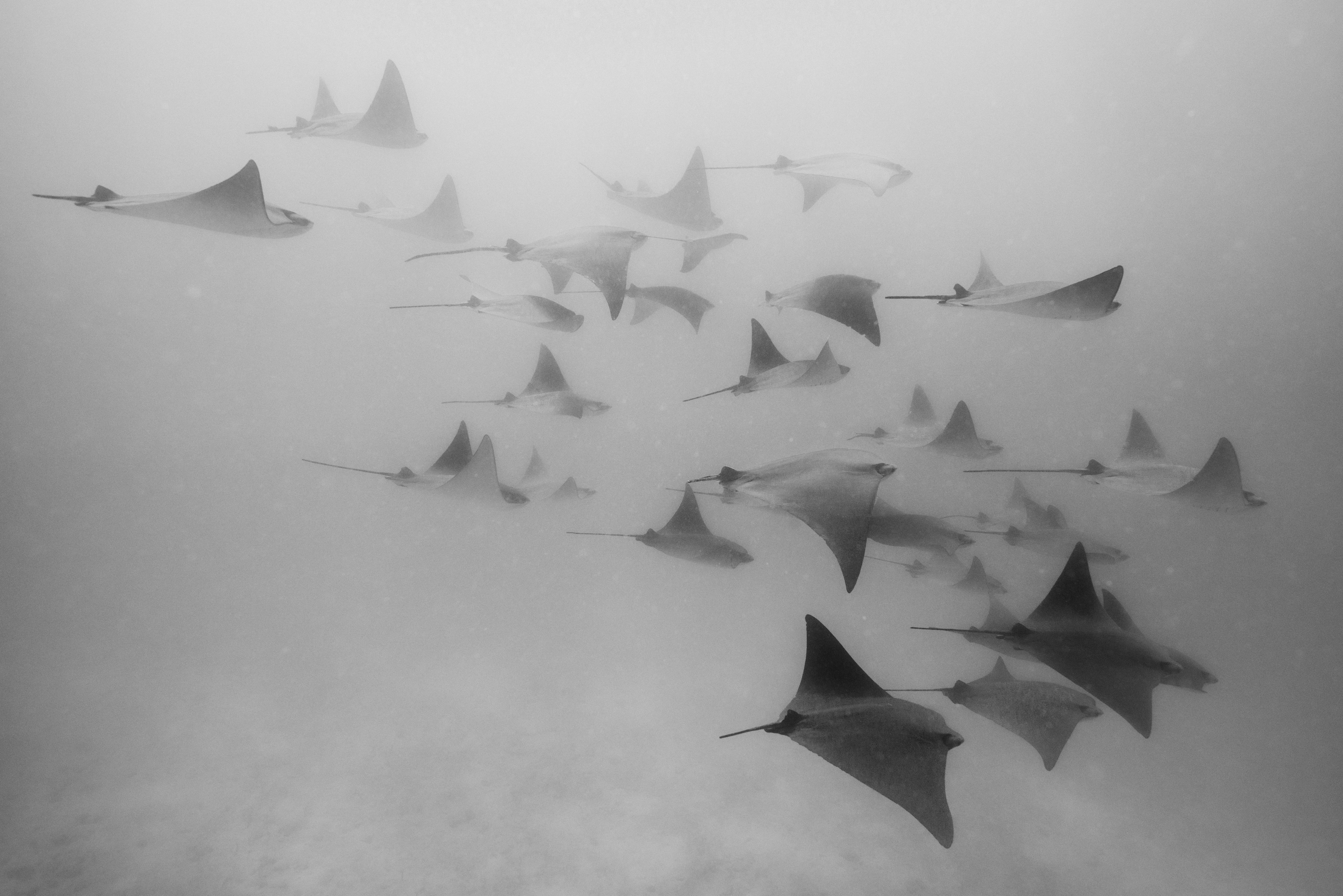 JamesMonnington- Fever of Golden Rays, Galapagos