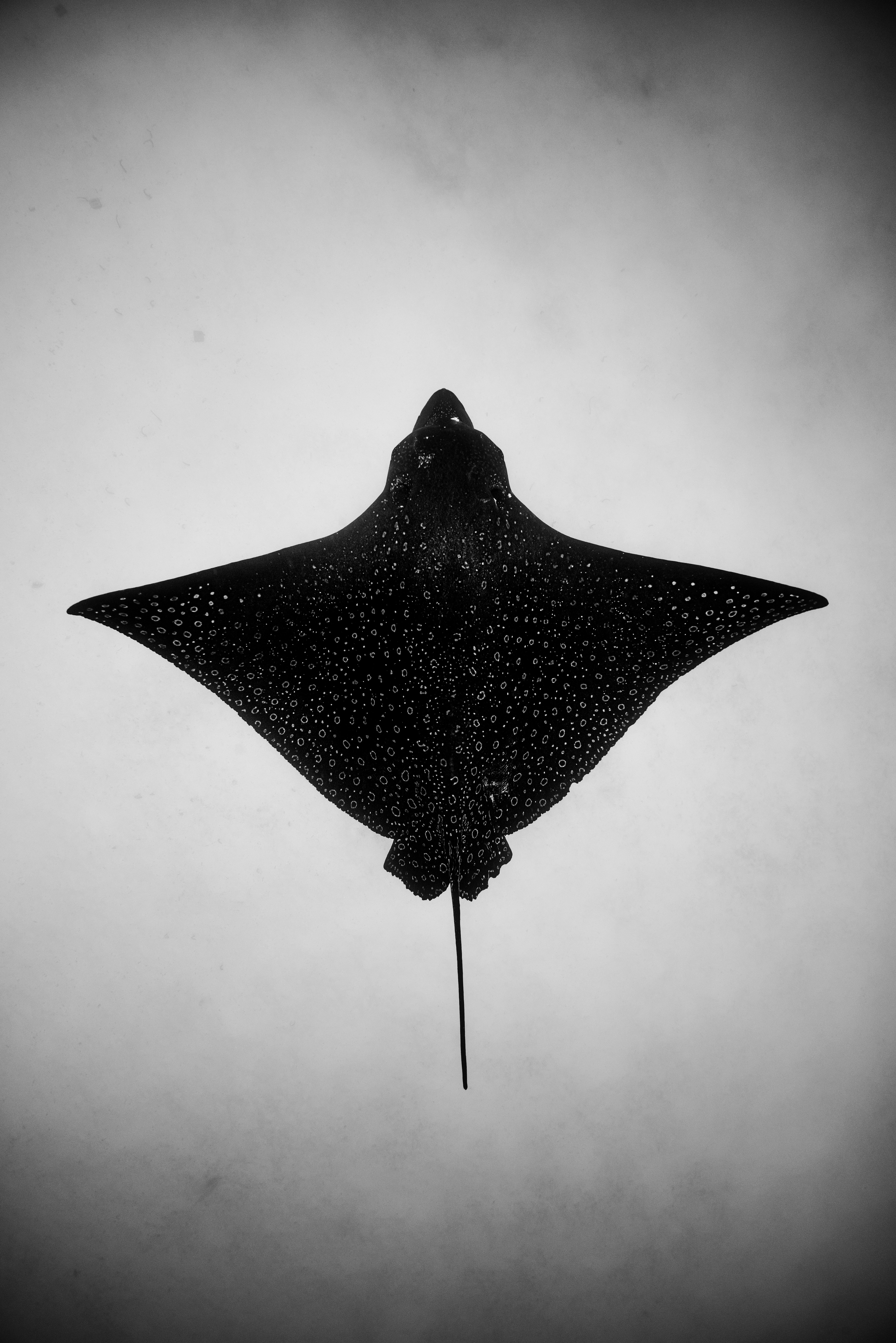 JamesMonnington- Spotted eagle ray, Galapagos