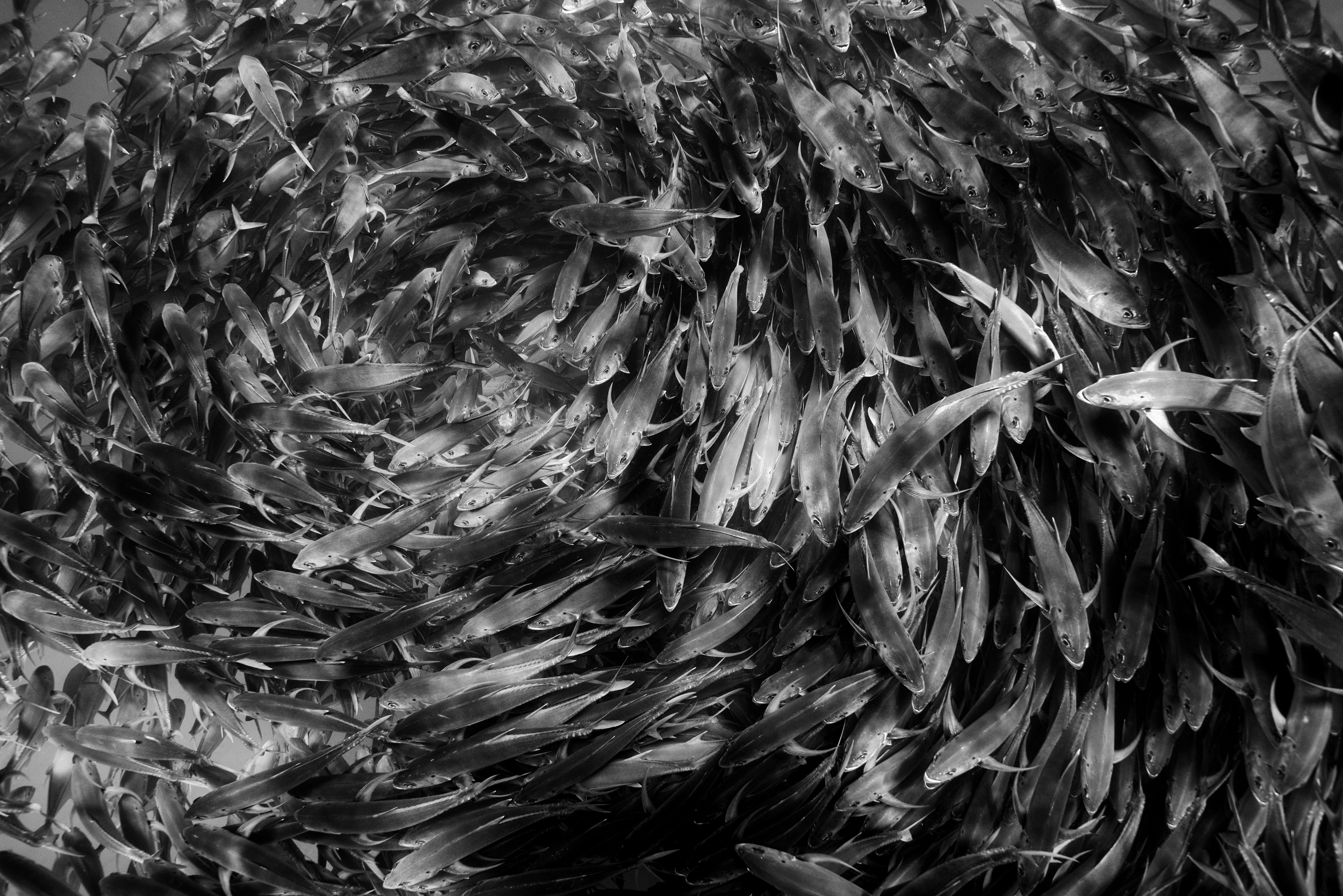 JamesMonnington-Swirling school of Bigeye Trevally, Mexico