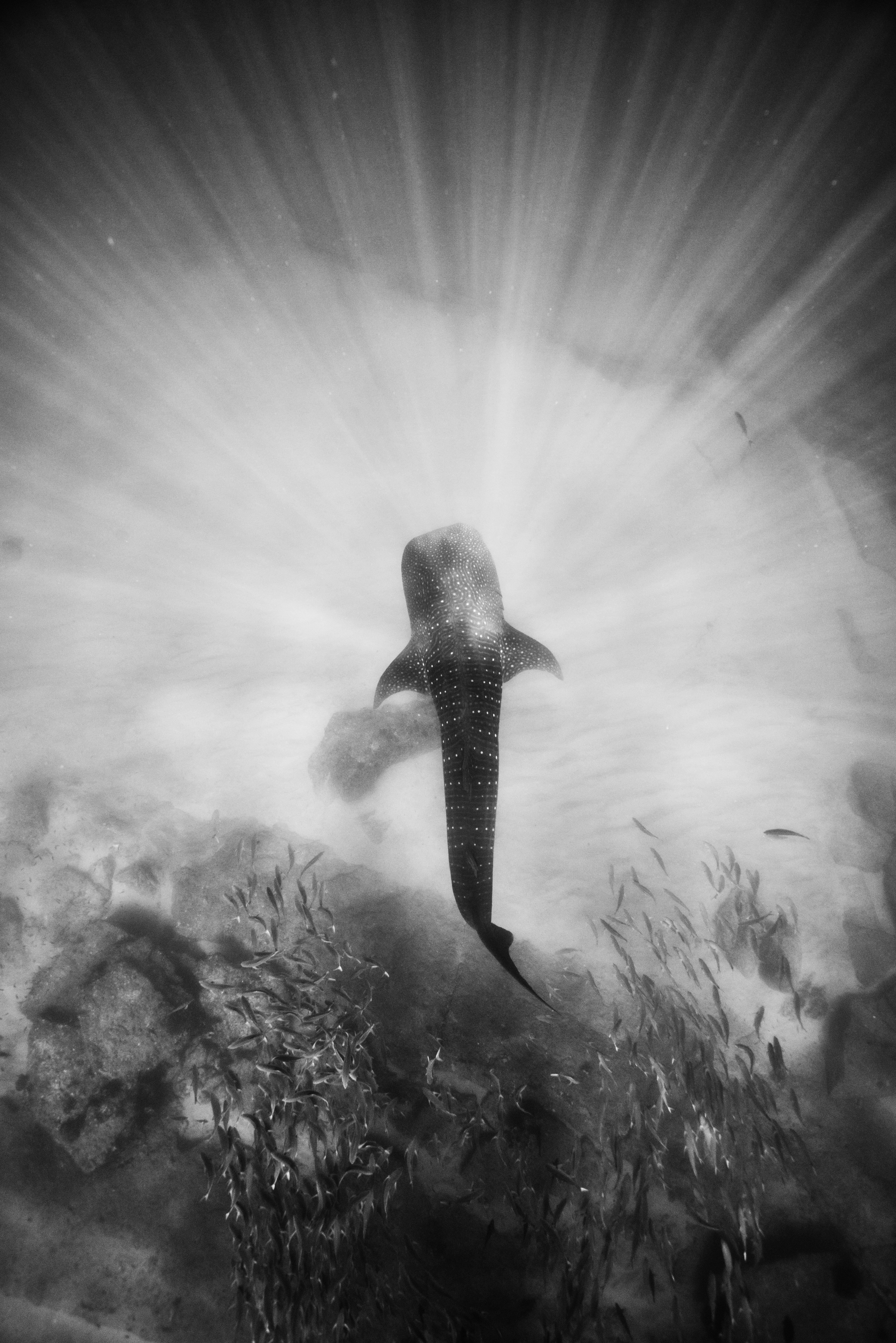 JamesMonnington-Whale shark - Cabo Pulmo National Park, Mexico
