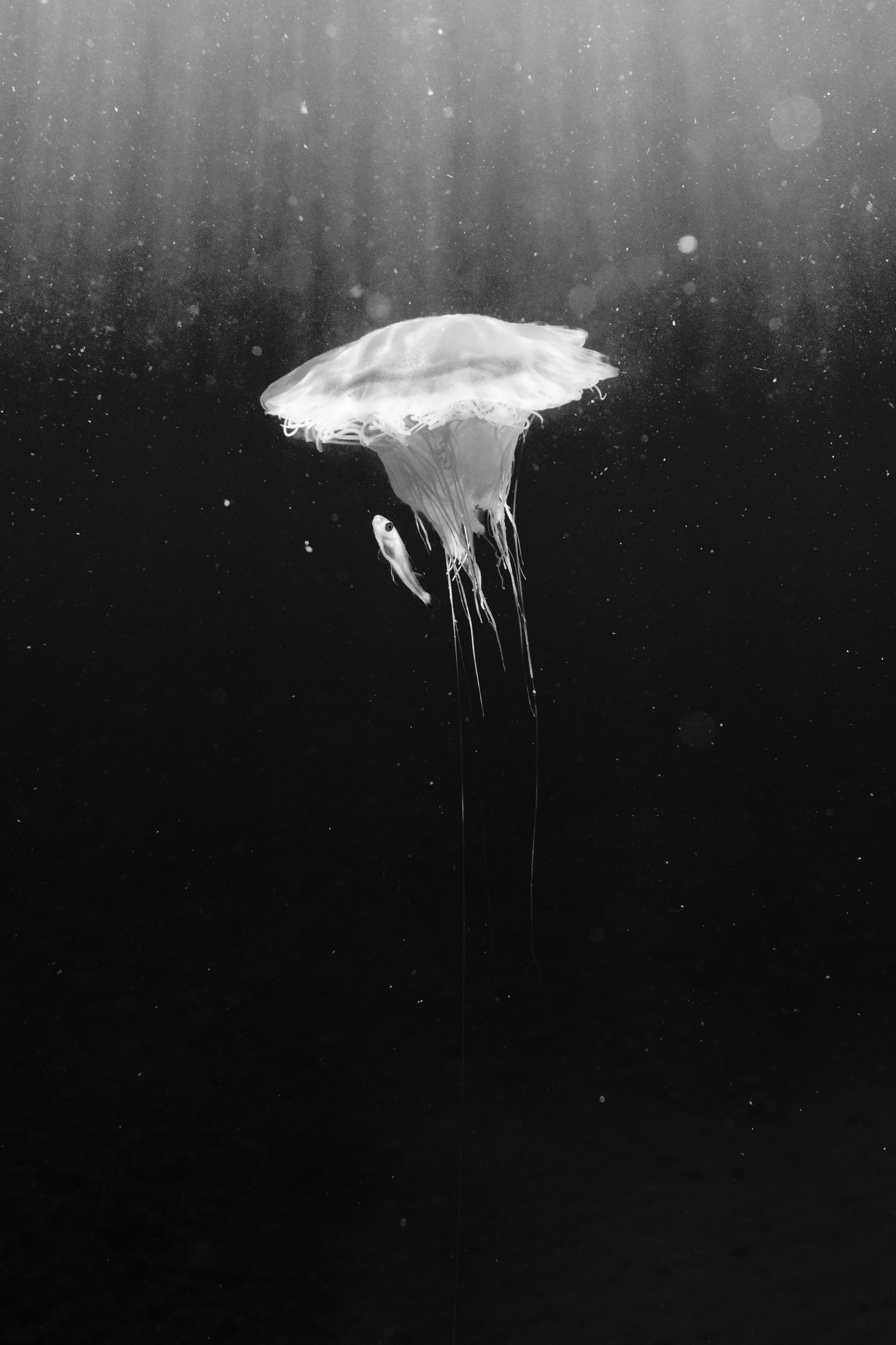 JamesMonnington-blue lion_s mane jellyfish, North Wales