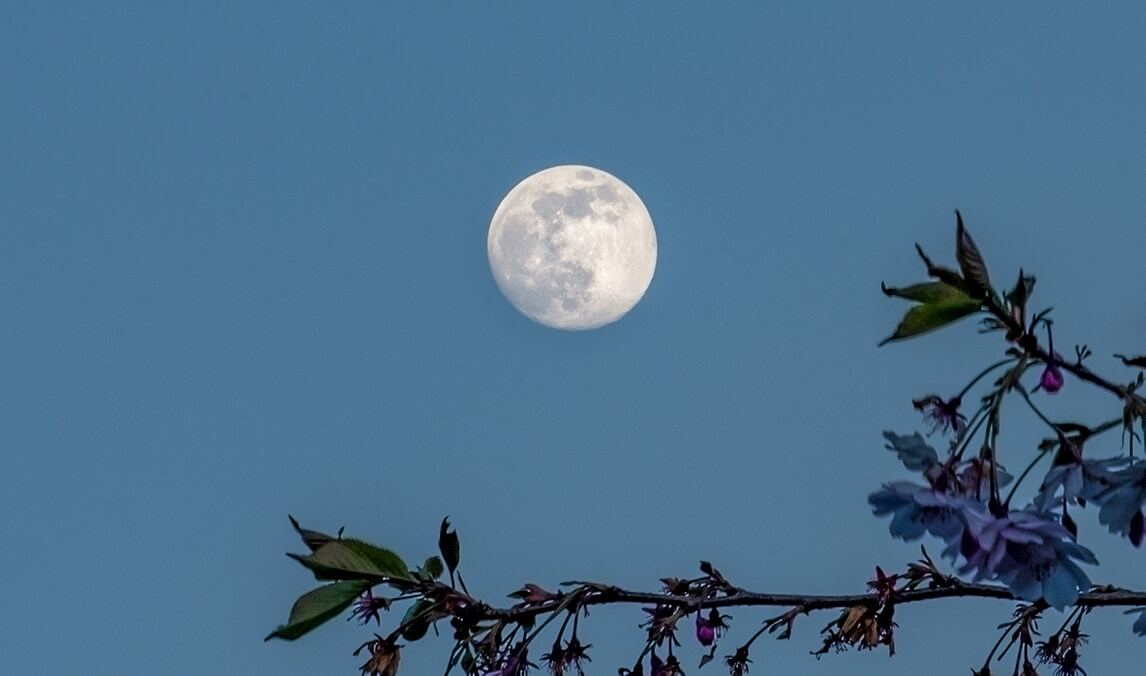 Moon Blossom