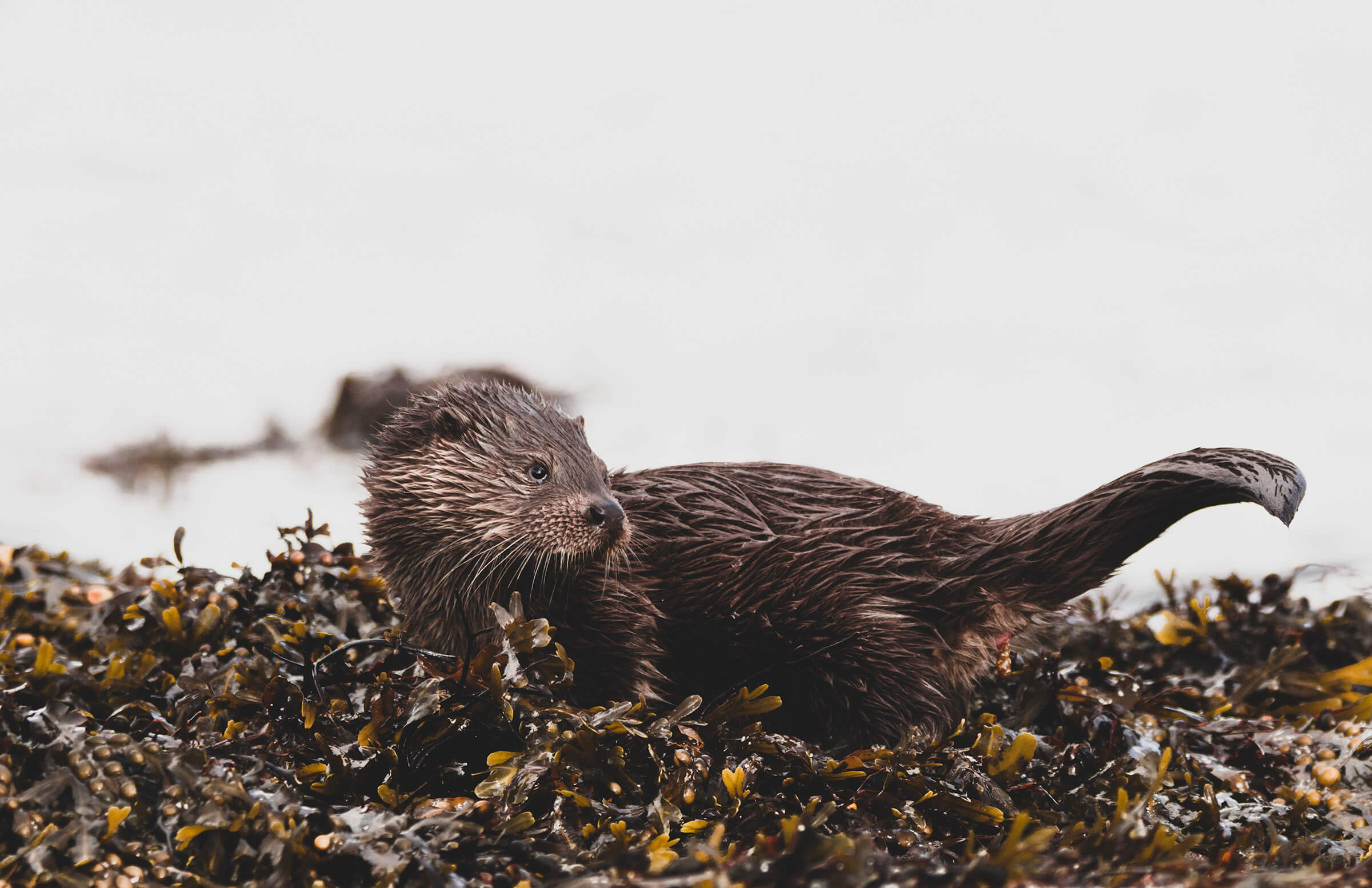 Otter Cub