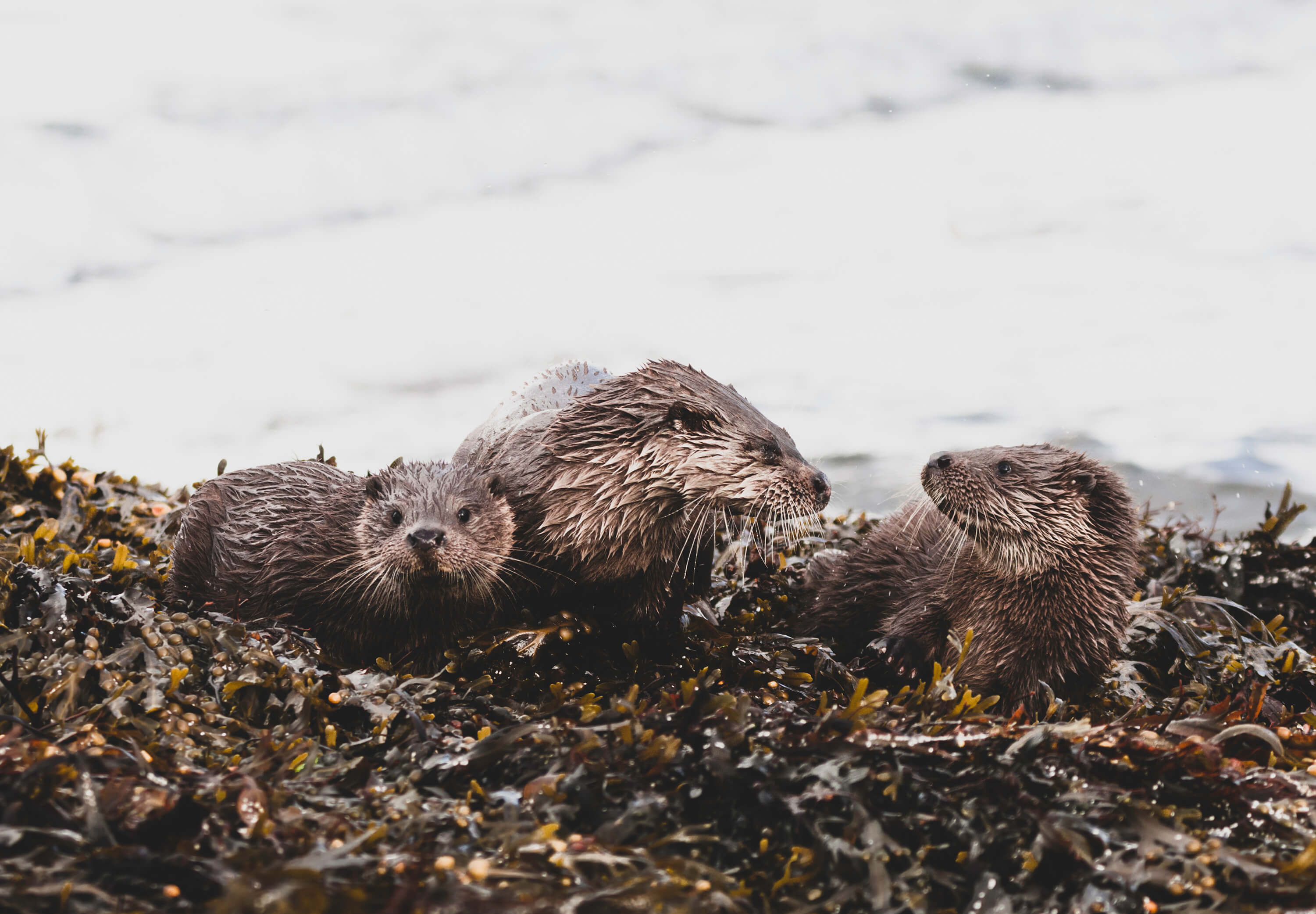 Otter Family