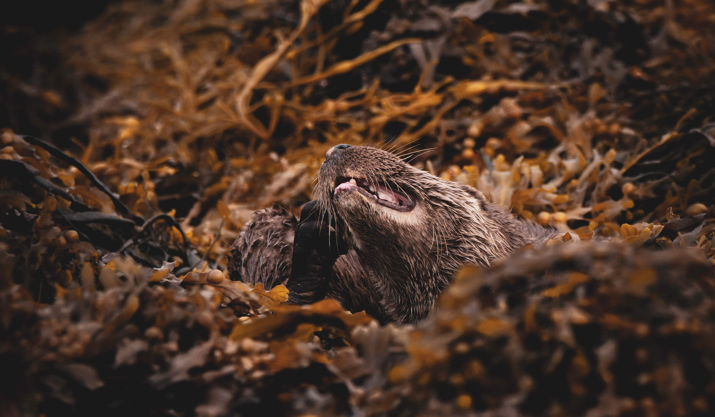 Otter scratching