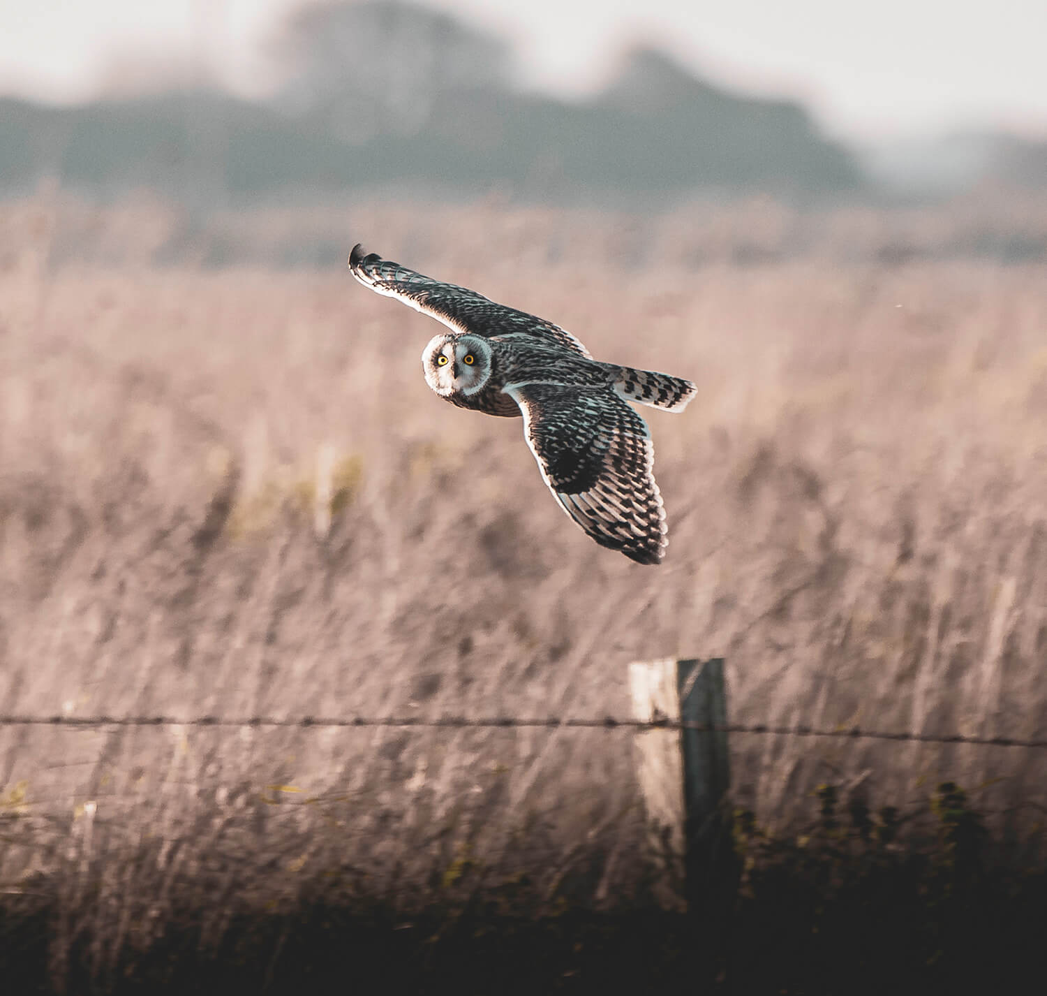 Short-eared Owl
