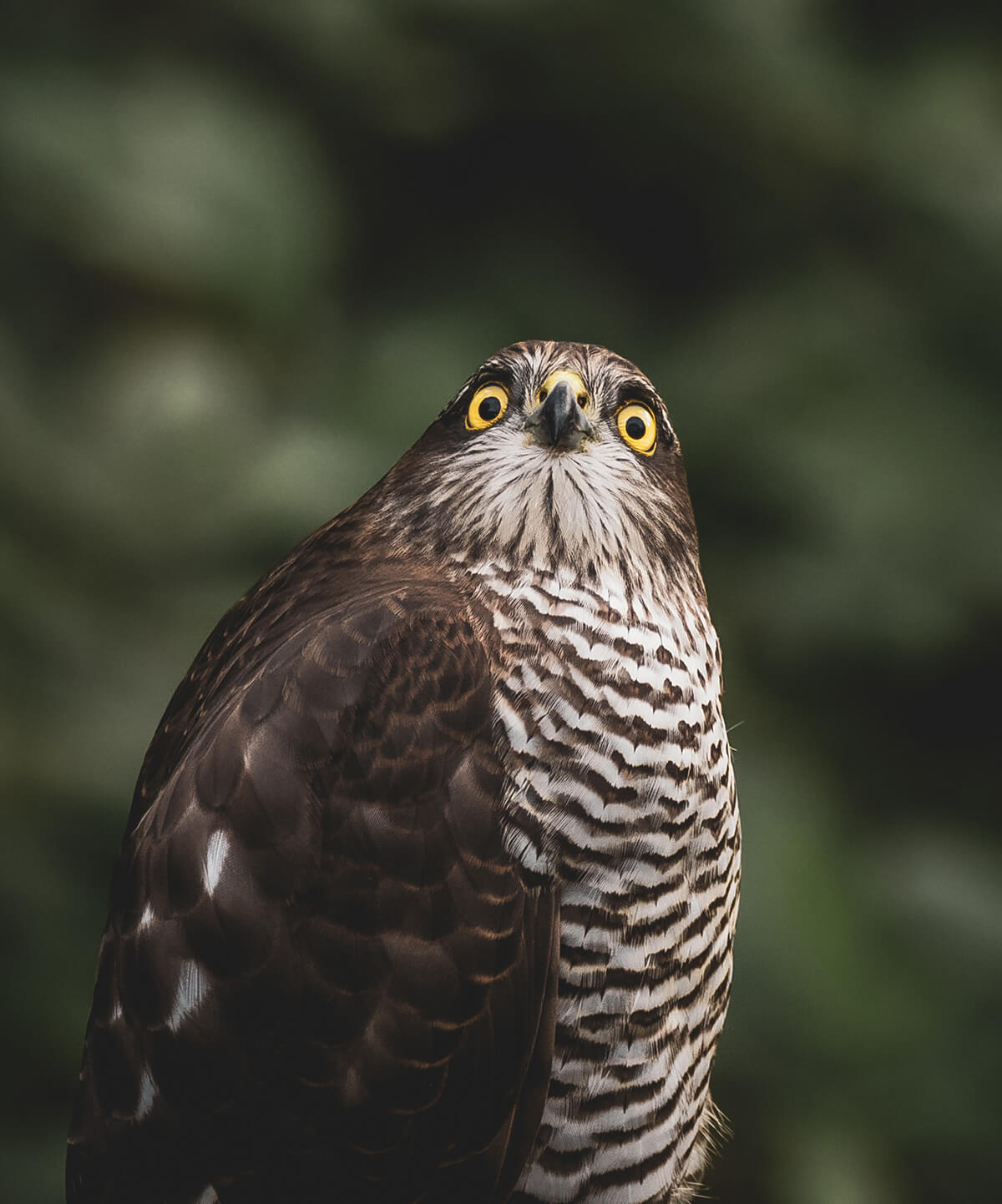 Sparrowhawk