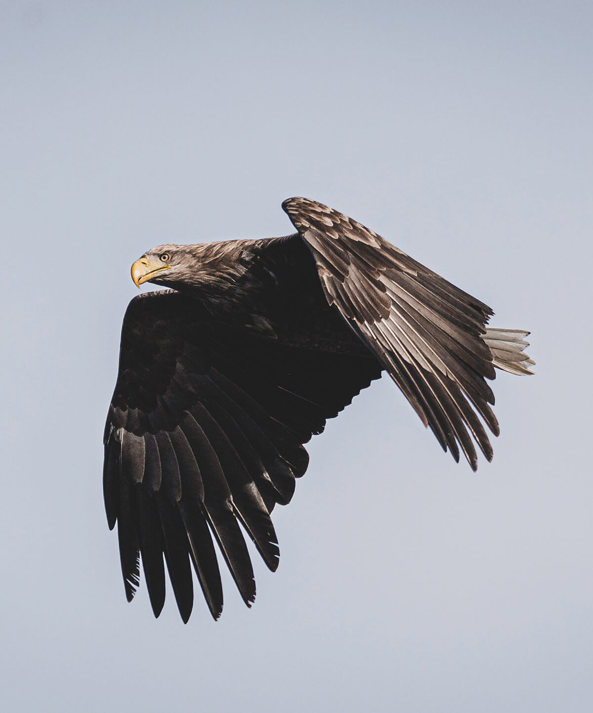White-tailed Eagle 3