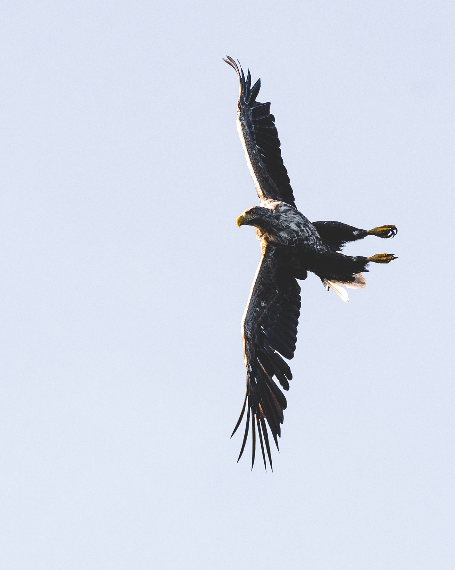 White-tailed Eagle stoop