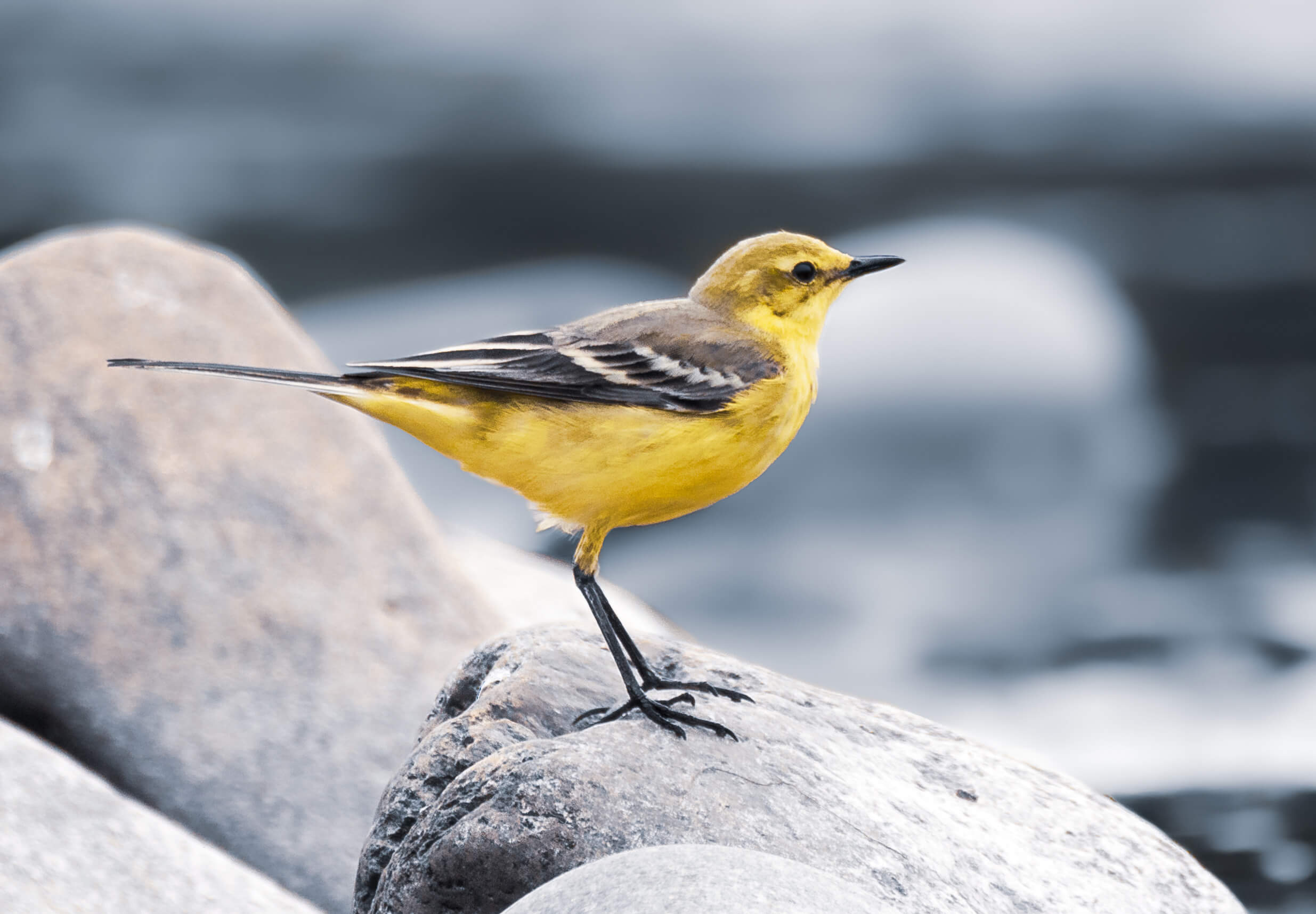 Yellow Wagtail