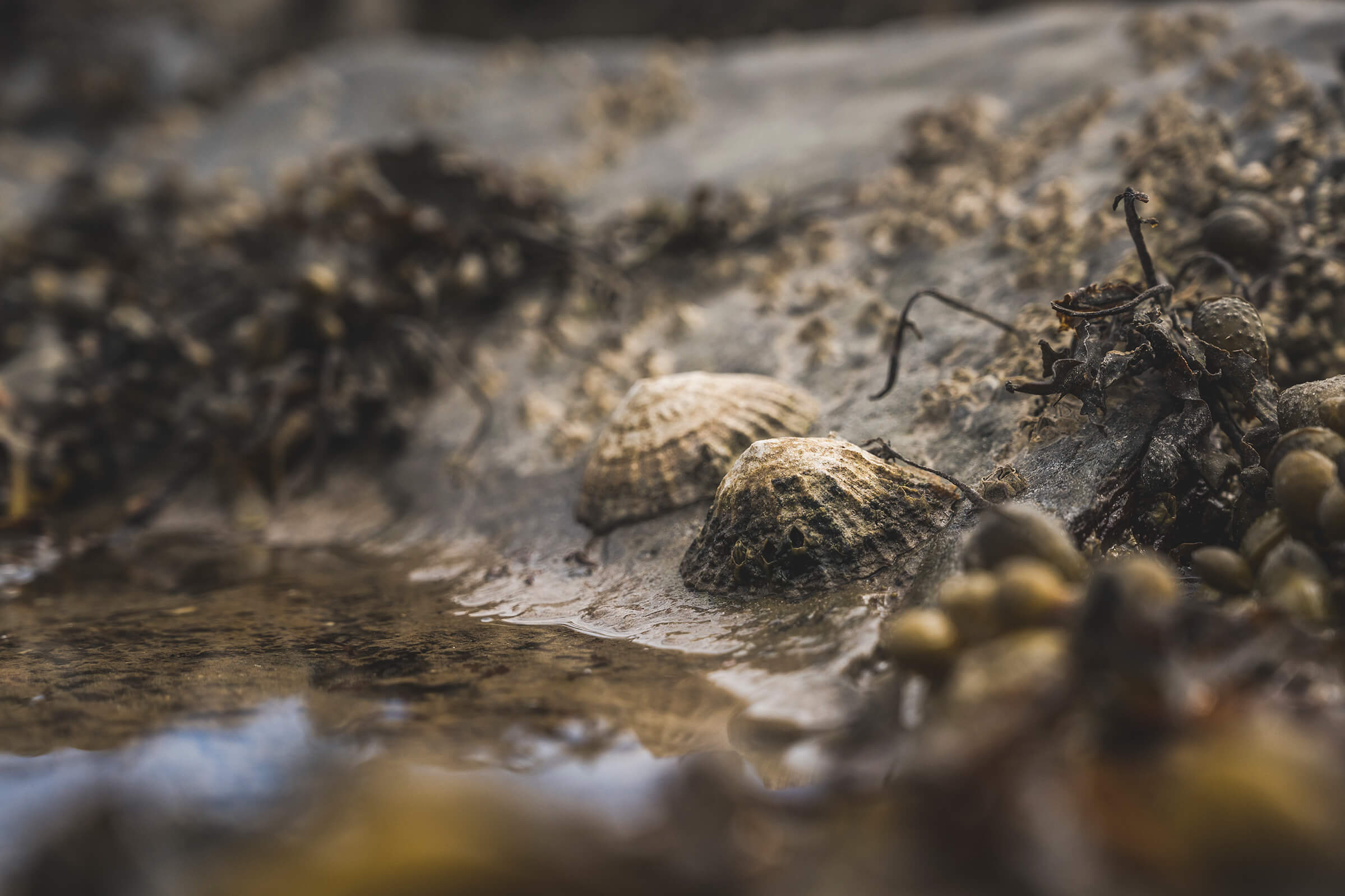 Coastal Foraging Course North Wales 2020-23