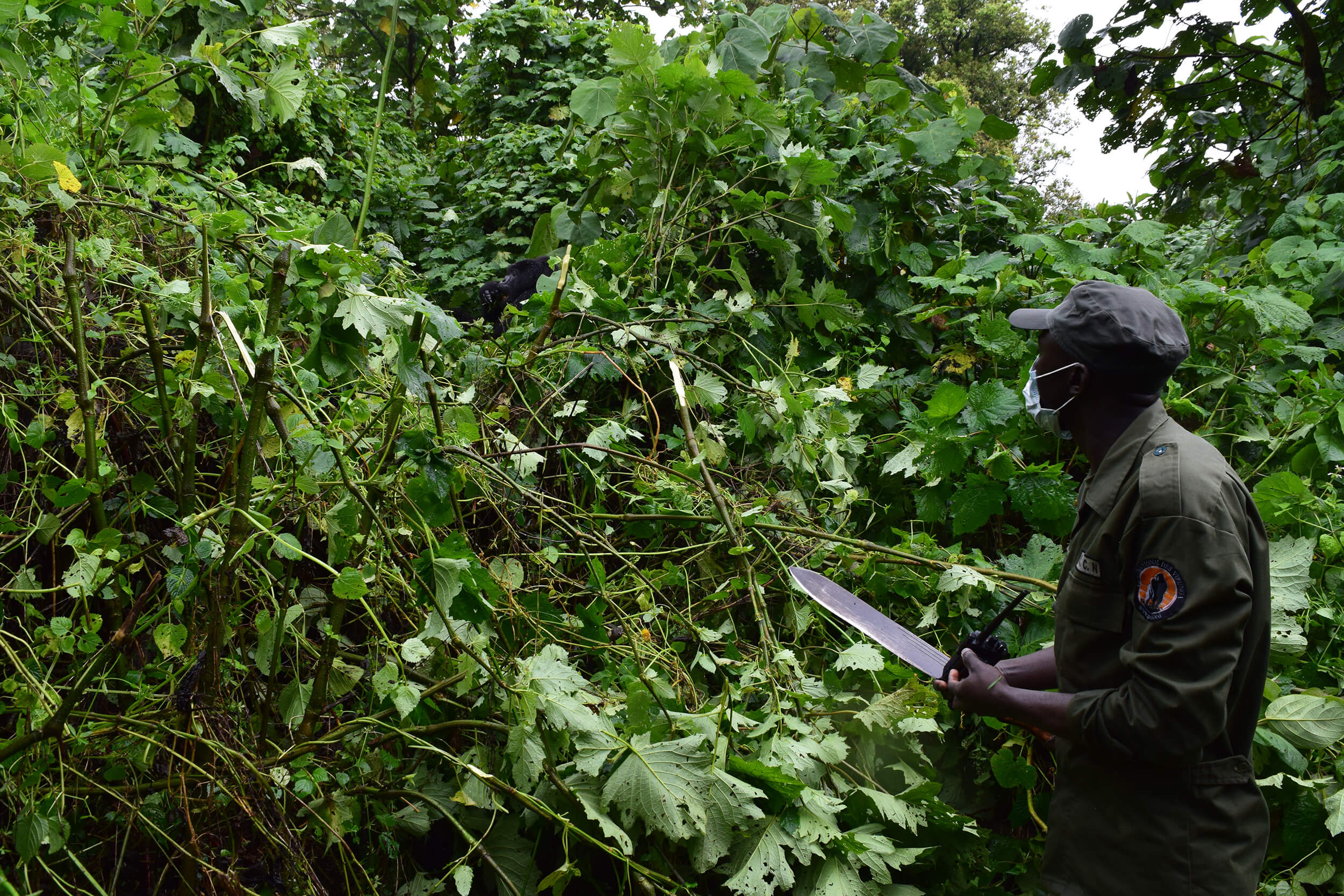 Our first glimpse of a mountain gorilla in the D.R. Congo, alongside our Virunga Park guide