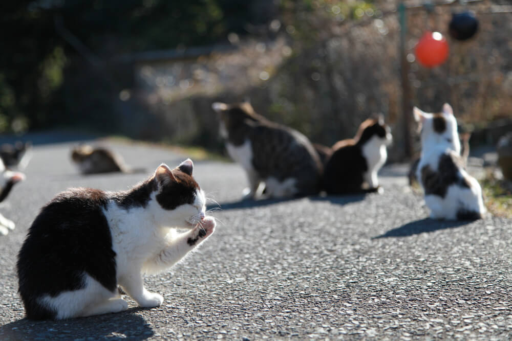 Tashirojima: The Japanese island that’s been taken over by cats