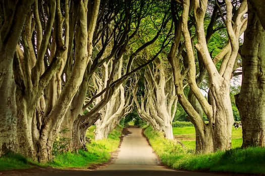 The Dark Hedges