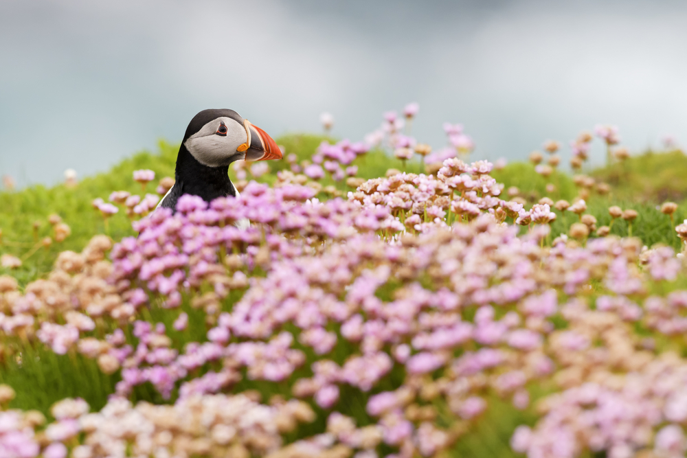 Picture shows a puffin, one of the many species found in the Shetland Islands.