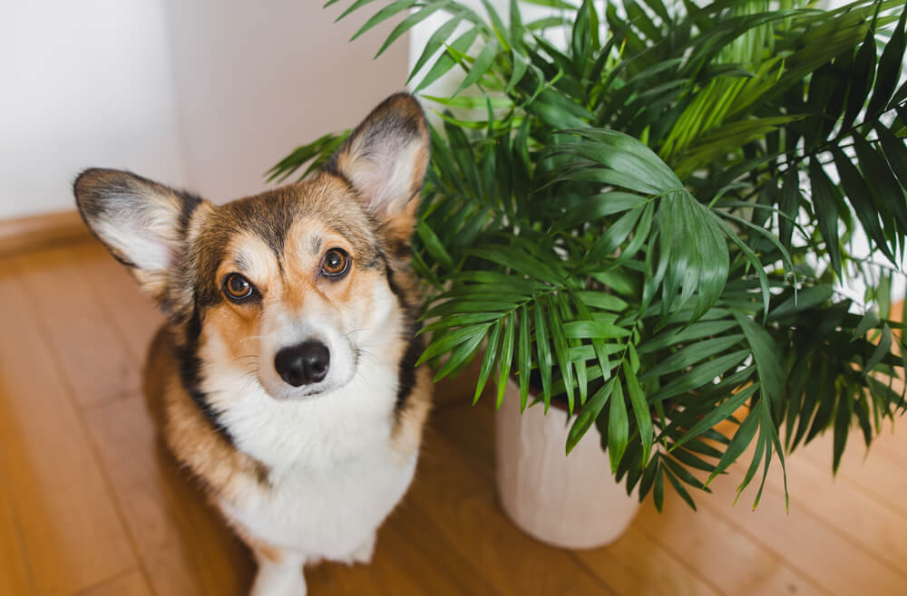 Keep your pets and plants happy and healthy while you’re away